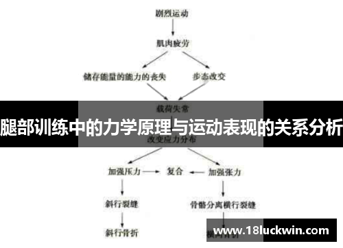 腿部训练中的力学原理与运动表现的关系分析